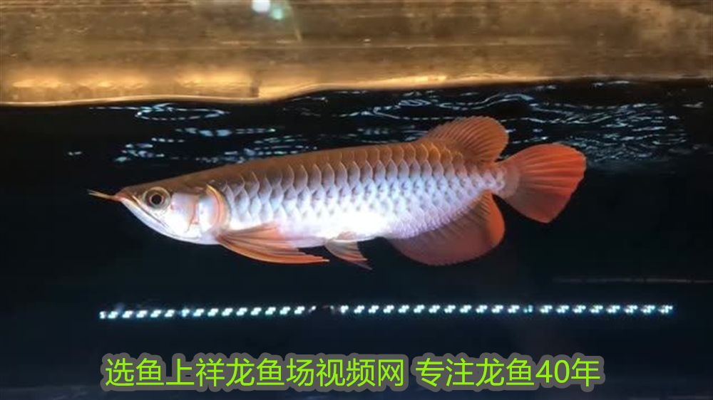 人生如魚，游弋于時光之河的感悟，人生如魚，游弋時光之河的哲思與頓悟
