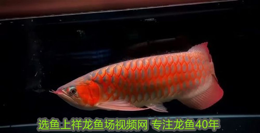 頂級過背金龍魚的價格（過背金龍魚挑選）