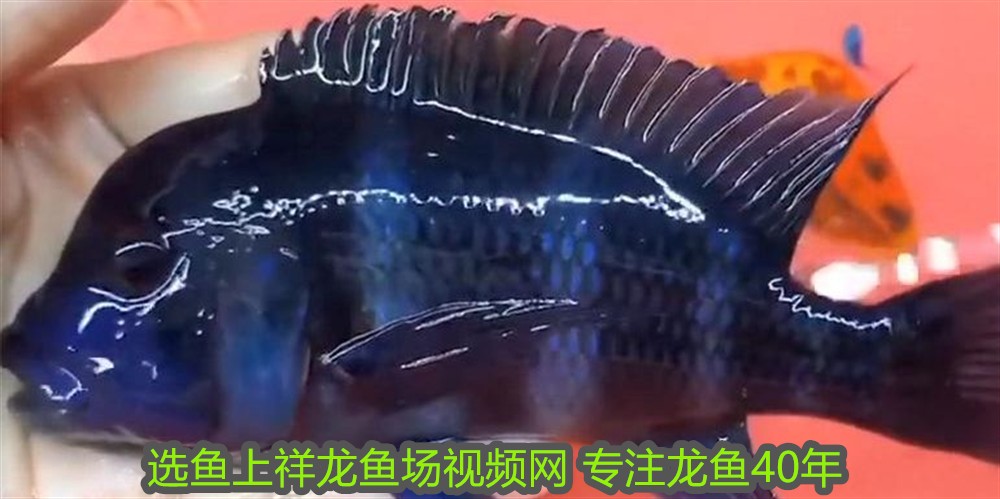 紅龍魚幾年成年