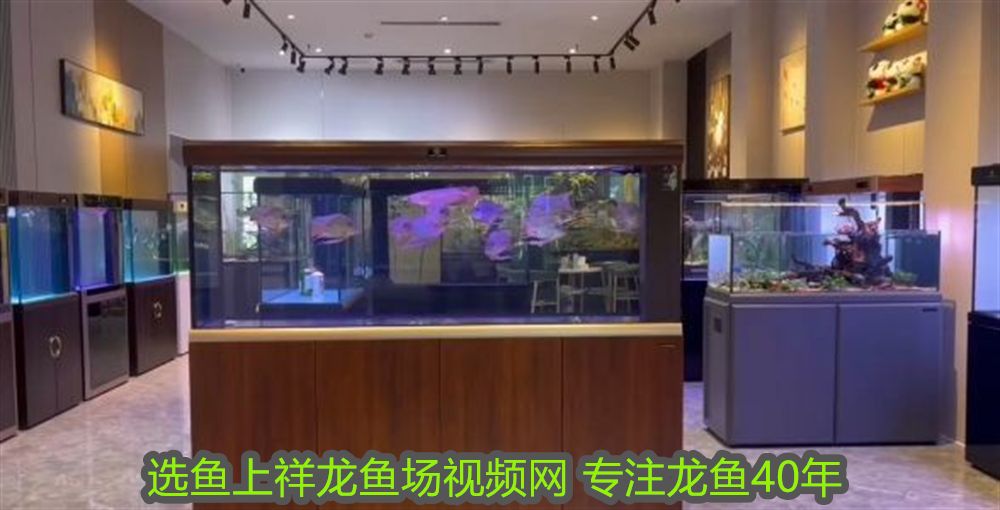 龍魚鎮(zhèn)宅嗎：龍魚鎮(zhèn)宅，探尋最忌諱的三個(gè)地方