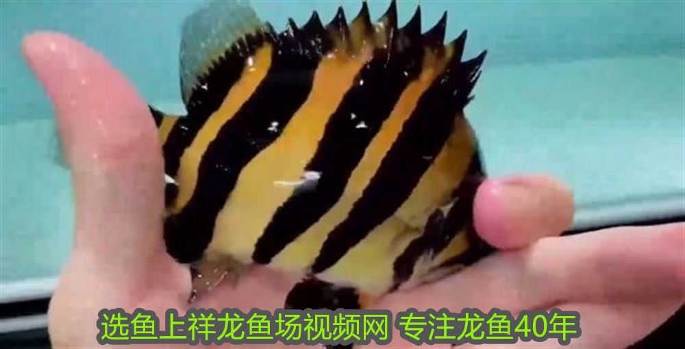 銀龍魚水溫是多少度（ 銀龍魚的水溫是多少） 銀龍魚水溫是多少度（ 銀龍魚的水溫是多少） 貝因美 第1張