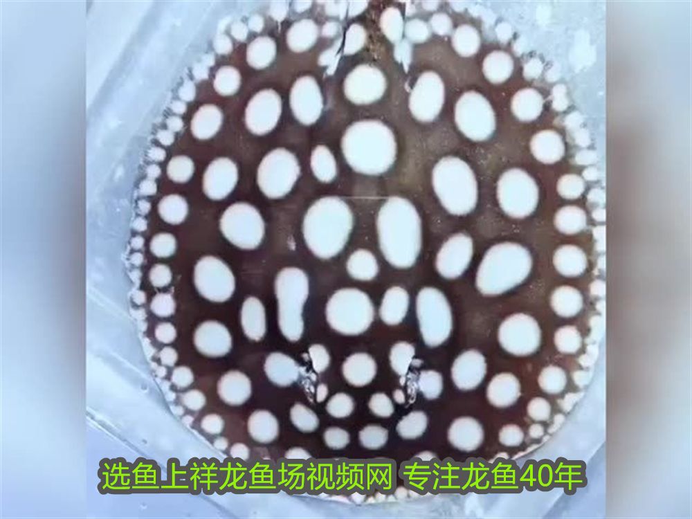 龍魚跟虎魚尺寸怎么搭配(龍魚跟虎魚尺寸怎么搭配好看) 龍魚跟虎魚尺寸怎么搭配(龍魚跟虎魚尺寸怎么搭配好看) 愛龍仕 第2張