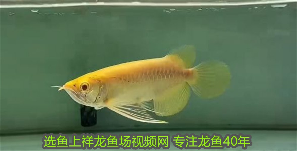 銀龍魚魚鰓翹起怎么辦(龍魚魚鰓翹起來了怎么辦)