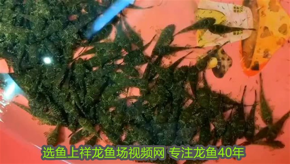 養泰虎需要多大缸子養：養泰國虎魚需要多大缸子養