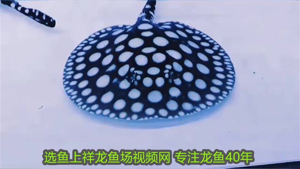 5條魚是吉利還是不吉利呢：魚躍文化之境，5條魚的吉祥密碼與多元解讀 5條魚是吉利還是不吉利呢：魚躍文化之境，5條魚的吉祥密碼與多元解讀 龍魚百科 第2張